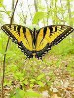 Yellow Swallowtail