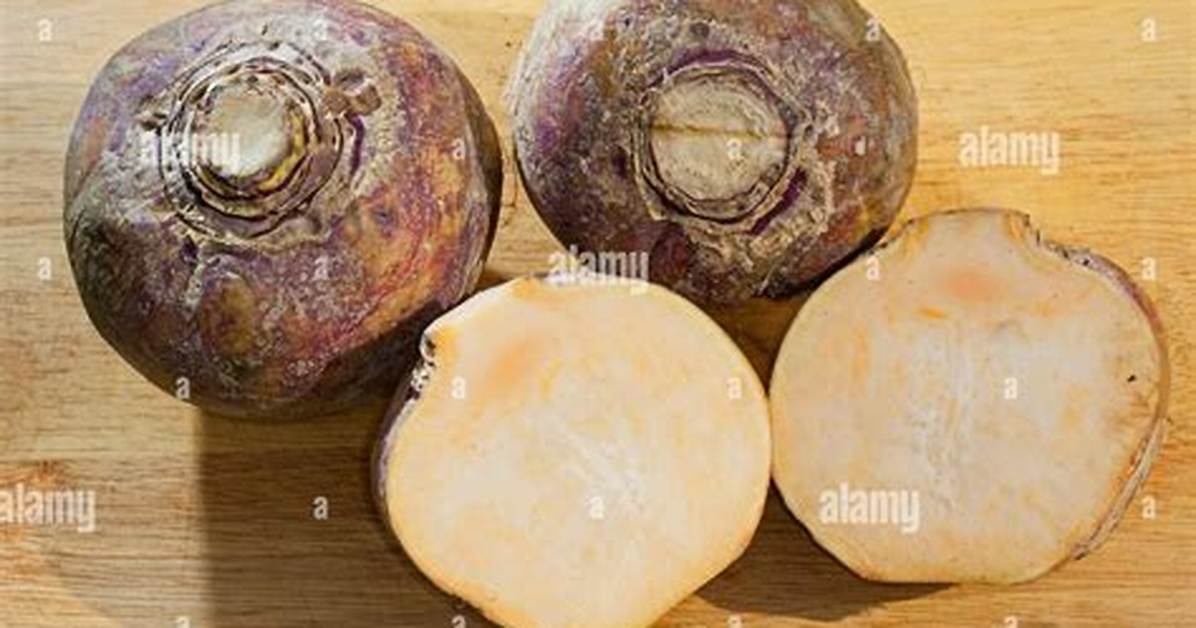 Yellow Turnip