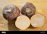 Yellow Turnip