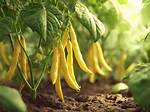Yellow Wax Beans