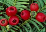 Yew Berries