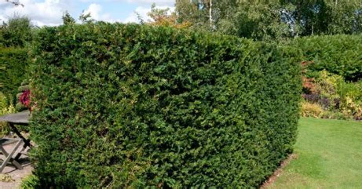 Yew Hedge