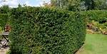 Yew Hedge