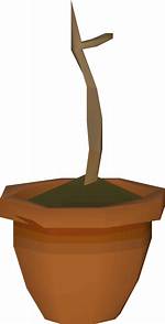 Yew Sapling Osrs