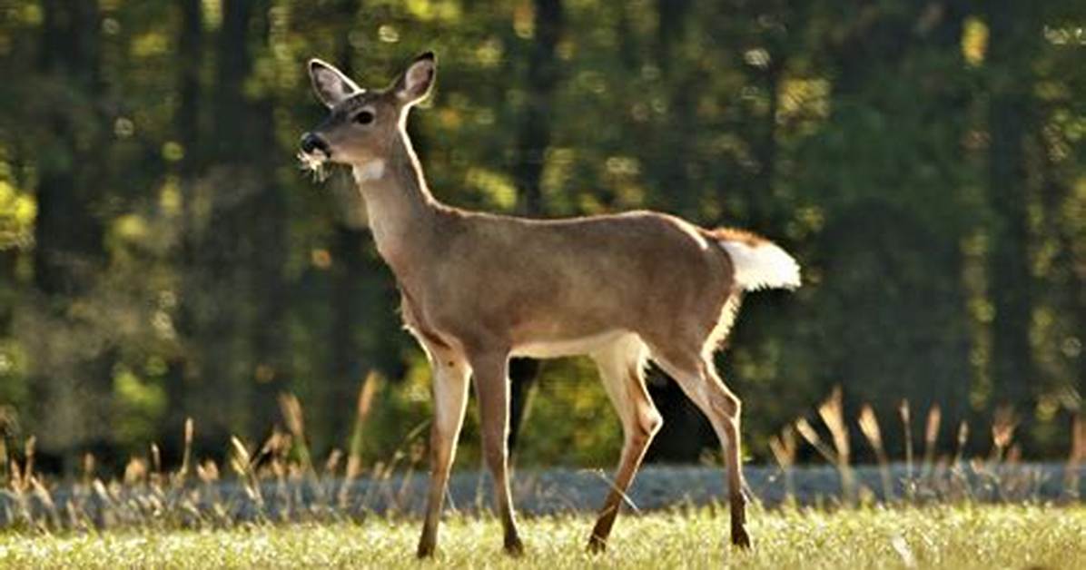 Young Deer