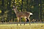 Young Deer