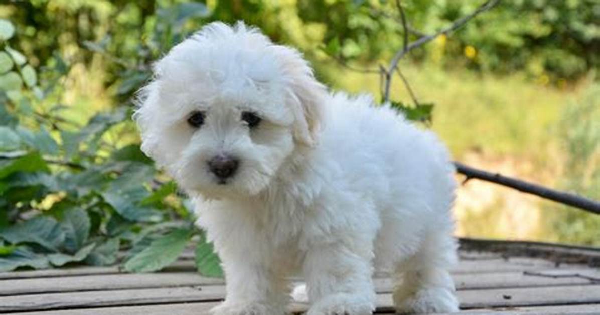 Young Dog