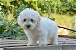 Young Dog