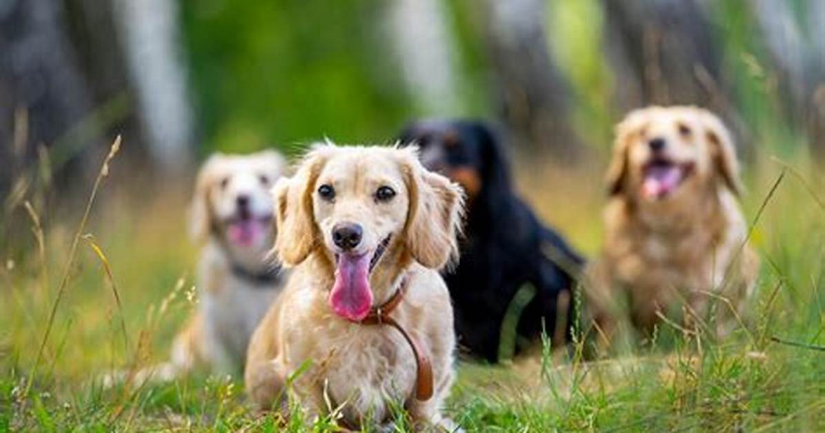 Young Dogs