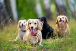 Young Dogs