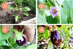 Young Eggplant