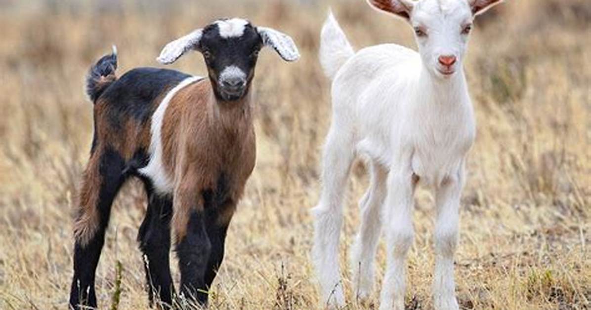 Young Goat
