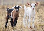 Young Goat
