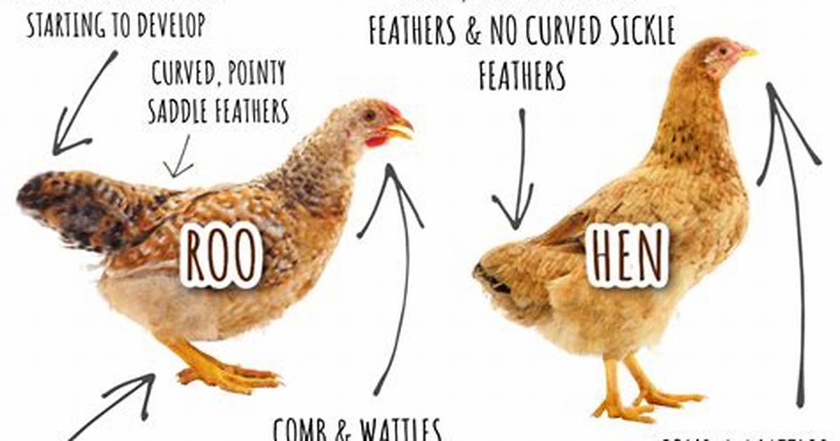 Young Hen