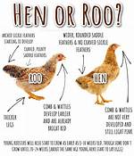 Young Hen