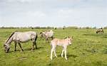 Young Horse