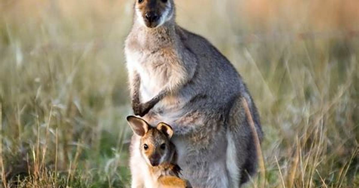 Young Kangaroo