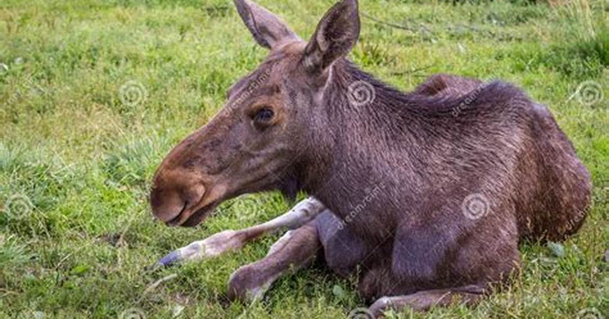 Young Moose