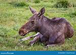 Young Moose