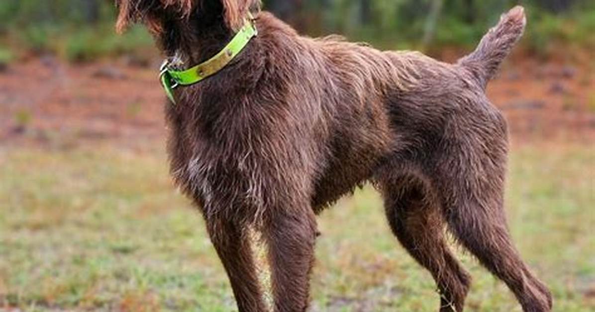 Young Pointer or Poodle