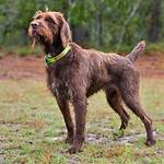 Young Pointer or Poodle