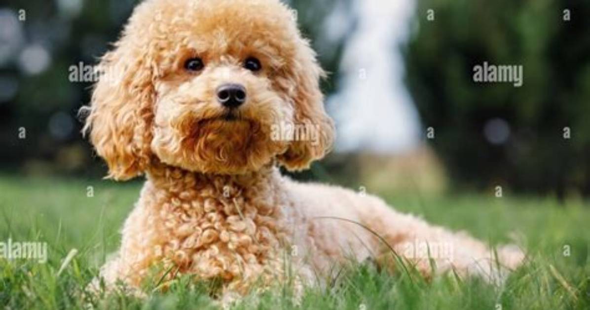 Young Poodle