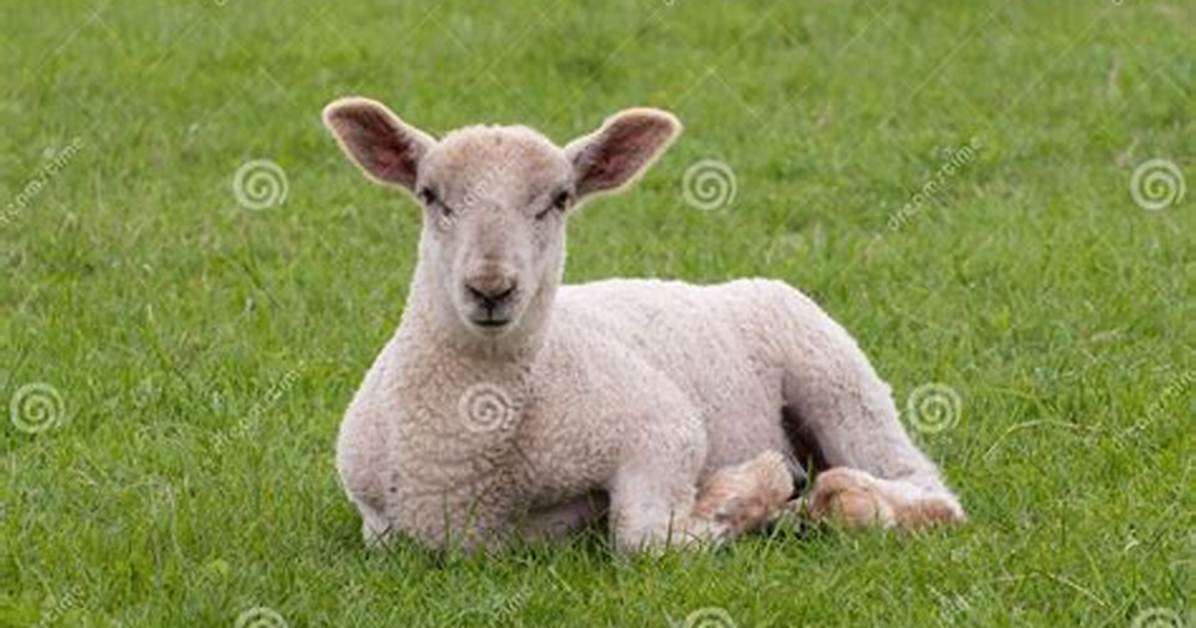 Young Sheep