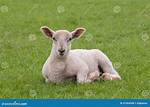 Young Sheep