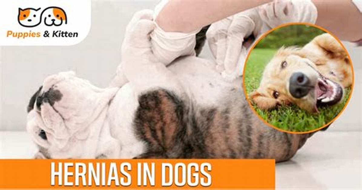 Your Question: What Does a Dog Hernia Feel Like?