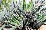 Zebra Aloe