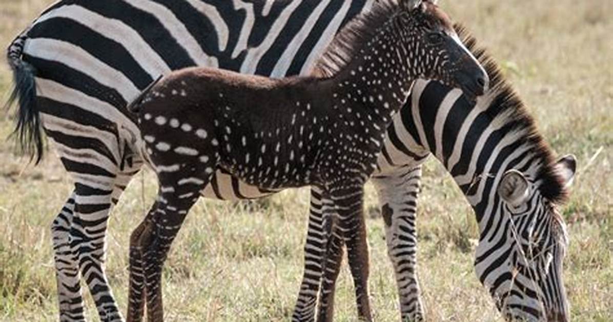 Zebra Without Stripes