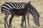 Zebra Without Stripes