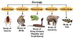 Zoology for Example: Abbr.