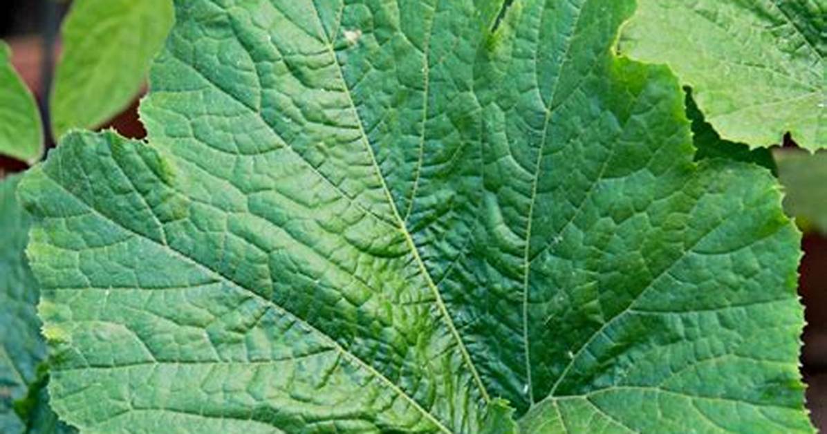 Zucchini Leaves